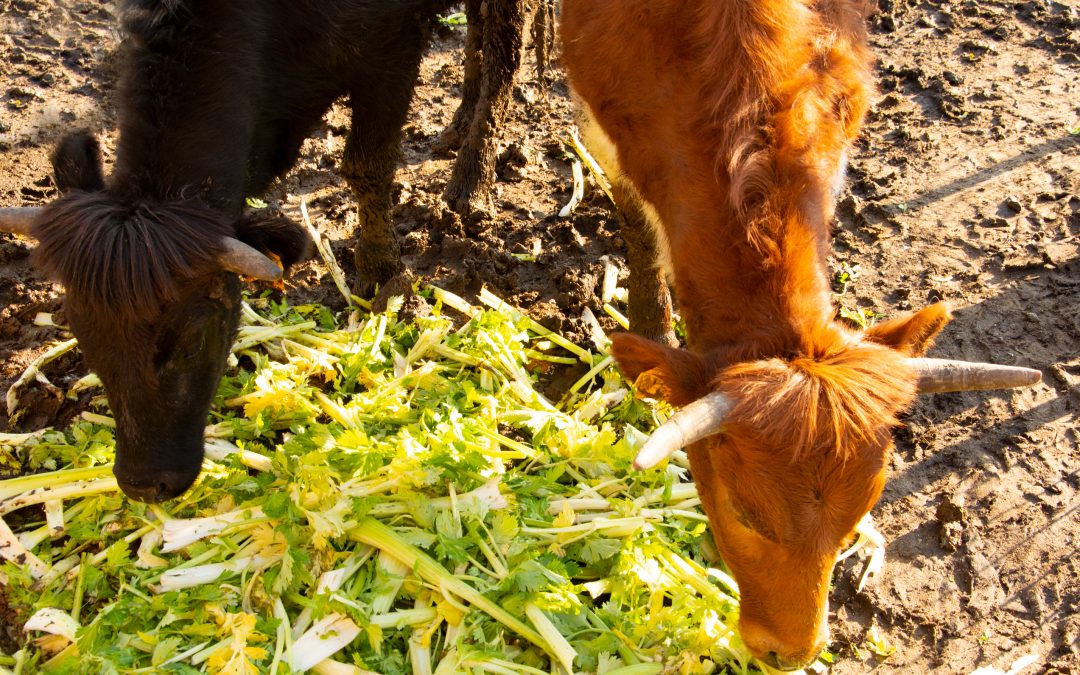 Meet Margarita, the cow with whom you will ‘share’ your peeled and sliced melon Frutifresh