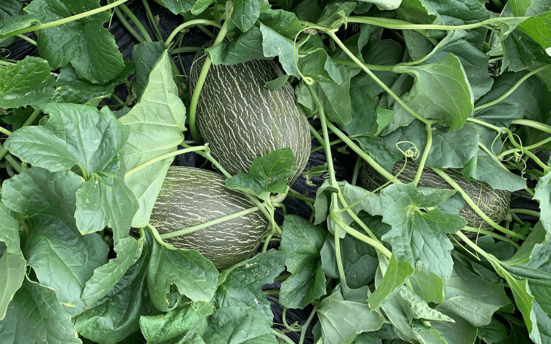 field cultivation of piel de sapo melon in spain of the company vicente peris