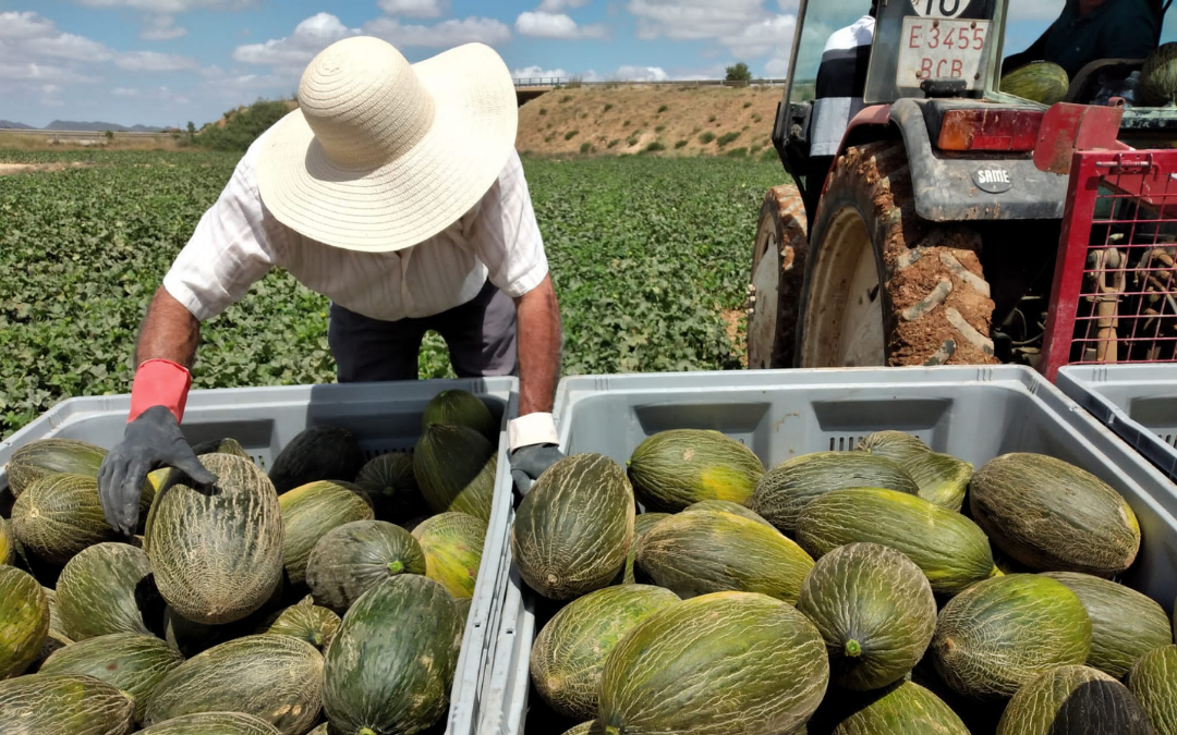 cultivo-venta-compra-melon-piel-sapo-peris-murcia-mejor-calidad