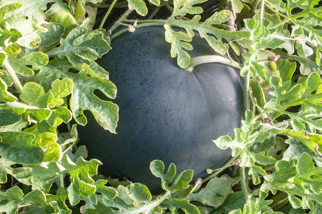 Watermelon on the bush. Vicente Peris quality fruit and vegetables.