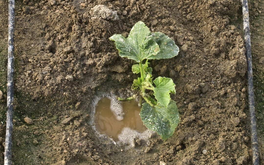 Prácticas agrícolas eficientes y sostenibles. Vicente Peris.