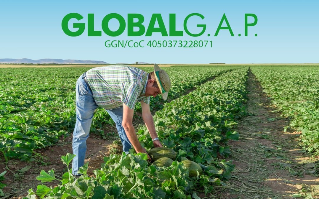 La importancia de mantener la certificación GlobalG.A.P. en agroalimentación