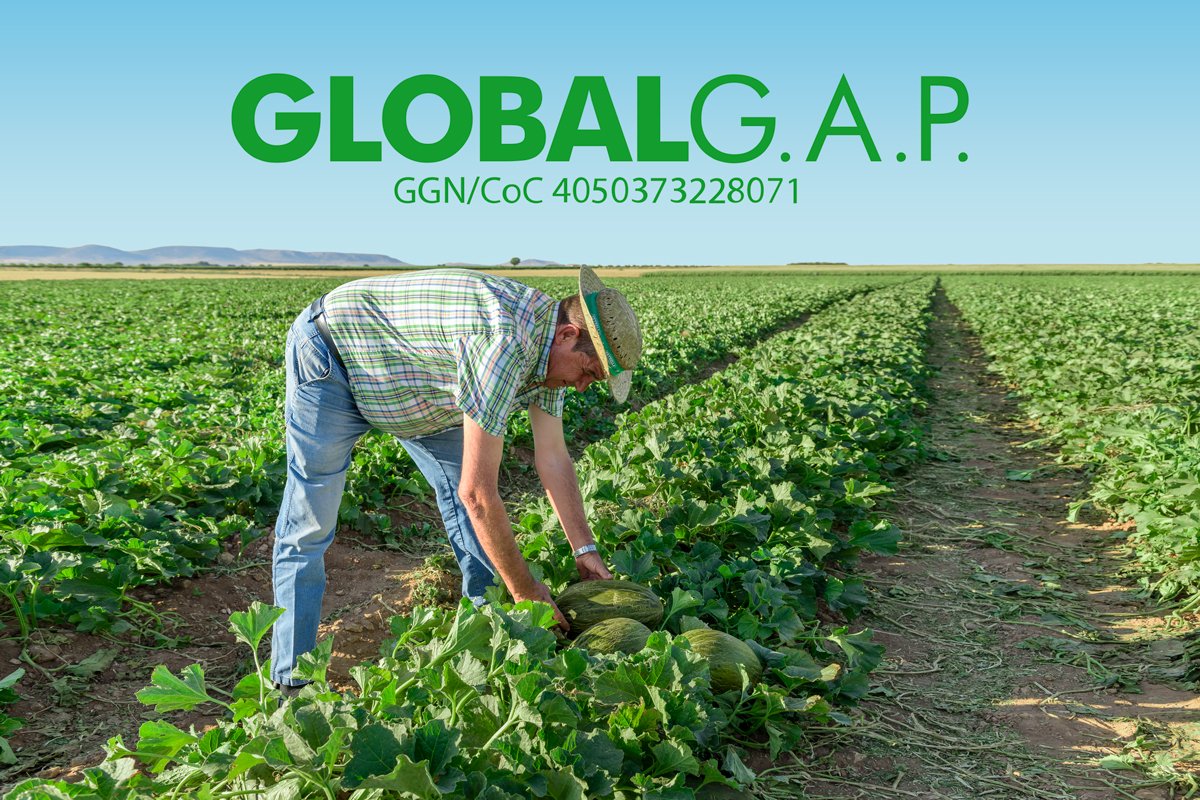 La importancia de mantener la certificación GlobalG.A.P. en agroalimentación